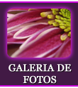 Galera de Fotos en Floristera Susi